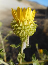 curly-cup gumweed (<em>Grindelia squarrosa</em>)