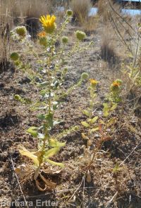 curly-cup gumweed (<em>Grindelia squarrosa</em>)
