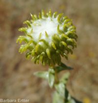 curly-cup gumweed (<em>Grindelia squarrosa</em>)