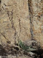 gray stickseed (<em>Hackelia cinerea</em>)