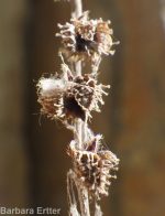 gray stickseed (<em>Hackelia cinerea</em>)