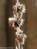 gray stickseed (<em>Hackelia cinerea</em>)