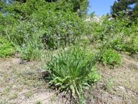blue stickseed (<em>Hackelia micrantha</em>)
