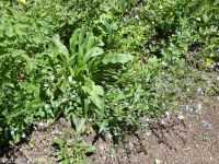 blue stickseed (<em>Hackelia micrantha</em>)