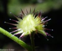 blue stickseed (<em>Hackelia micrantha</em>)