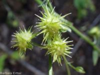 blue stickseed (<em>Hackelia micrantha</em>)
