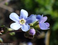 blue stickseed (<em>Hackelia micrantha</em>)