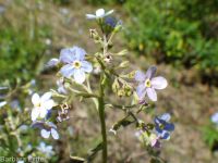 blue stickseed (<em>Hackelia micrantha</em>)