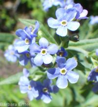 blue stickseed (<em>Hackelia micrantha</em>)