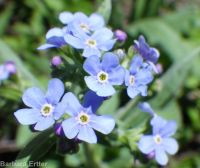blue stickseed (<em>Hackelia micrantha</em>)