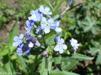 blue stickseed (<em>Hackelia micrantha</em>)