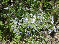 blue stickseed (<em>Hackelia micrantha</em>)