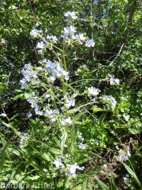 blue stickseed (<em>Hackelia micrantha</em>)