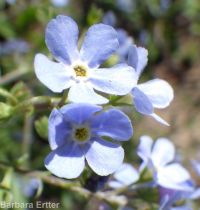 blue stickseed (<em>Hackelia micrantha</em>)
