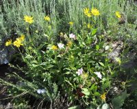 little sunflower, helianthella (<em>Helianthella uniflora var. uniflora</em>)