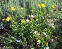 little sunflower, helianthella (<em>Helianthella uniflora var. uniflora</em>)