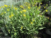 little sunflower, helianthella (<em>Helianthella uniflora var. uniflora</em>)