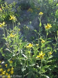 little sunflower, helianthella (<em>Helianthella uniflora var. uniflora</em>)