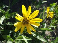 little sunflower, helianthella (<em>Helianthella uniflora var. uniflora</em>)