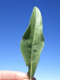 little sunflower, helianthella (<em>Helianthella uniflora var. uniflora</em>)