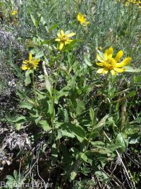 little sunflower, helianthella (<em>Helianthella uniflora var. uniflora</em>)