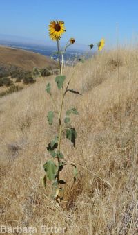 common sunflower (<em>Helianthus annuus</em>)