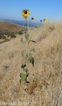 common sunflower (<em>Helianthus annuus</em>)