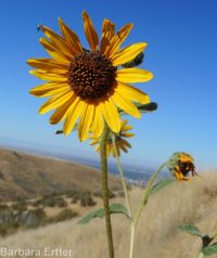 common sunflower (<em>Helianthus annuus</em>)