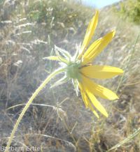 common sunflower (<em>Helianthus annuus</em>)