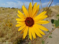 common sunflower (<em>Helianthus annuus</em>)