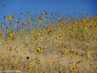 common sunflower (<em>Helianthus annuus</em>)