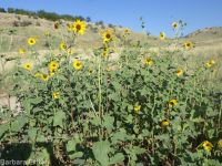 common sunflower (<em>Helianthus annuus</em>)