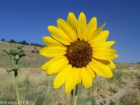 common sunflower (<em>Helianthus annuus</em>)