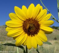 common sunflower (<em>Helianthus annuus</em>)