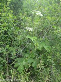 cow-parsnip (<em>Heracleum maximum</em>)