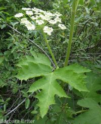 cow-parsnip (<em>Heracleum maximum</em>)