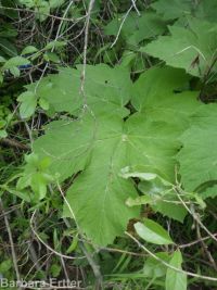 cow-parsnip (<em>Heracleum maximum</em>)