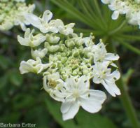 cow-parsnip (<em>Heracleum maximum</em>)