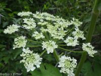 cow-parsnip (<em>Heracleum maximum</em>)