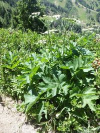 cow-parsnip (<em>Heracleum maximum</em>)