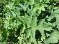 cow-parsnip (<em>Heracleum maximum</em>)