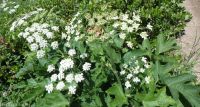 cow-parsnip (<em>Heracleum maximum</em>)