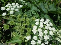 cow-parsnip (<em>Heracleum maximum</em>)