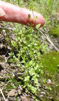 heterocodon, pearlflower (<em>Heterocodon rariflorum</em>)