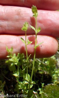heterocodon, pearlflower (<em>Heterocodon rariflorum</em>)