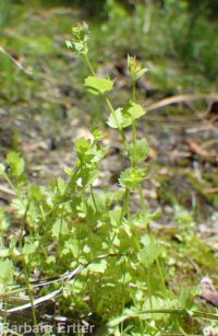 heterocodon, pearlflower (<em>Heterocodon rariflorum</em>)