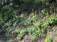 gooseberry-leaf alumroot (<em>Heuchera grossulariifolia var. tenuifolium</em>)