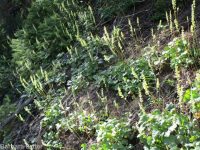 gooseberry-leaf alumroot (<em>Heuchera grossulariifolia var. tenuifolium</em>)