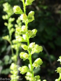 gooseberry-leaf alumroot (<em>Heuchera grossulariifolia var. tenuifolium</em>)