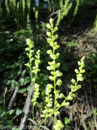 gooseberry-leaf alumroot (<em>Heuchera grossulariifolia var. tenuifolium</em>)